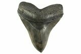 Serrated, Fossil Megalodon Tooth - South Carolina #344554-1
